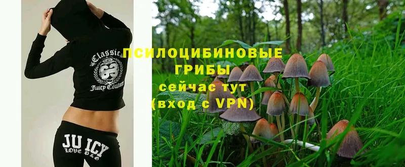 где можно купить   блэк спрут как войти  Псилоцибиновые грибы Psilocybine cubensis  Губкинский 